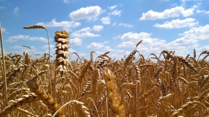 wheat-field-2554819_960_720.jpg